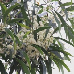 Acacia implexa (Hickory Wattle) at Burragate, NSW - 25 Dec 2020 by Kyliegw
