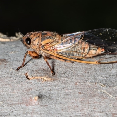 Yoyetta timothyi (Brown Firetail Cicada) at Black Mountain - 24 Dec 2020 by Roger