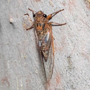 Yoyetta timothyi at Bruce, ACT - 24 Dec 2020