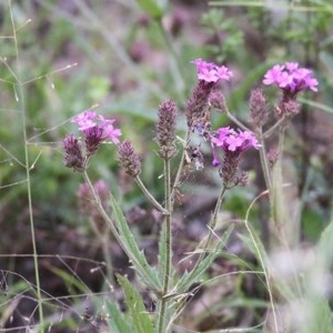 Verbena rigida at Burragate, NSW - 26 Dec 2020 08:40 AM