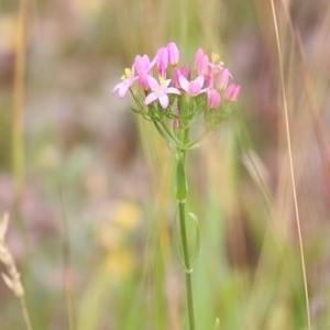 Centaurium sp. at Burragate, NSW - 26 Dec 2020 09:00 AM