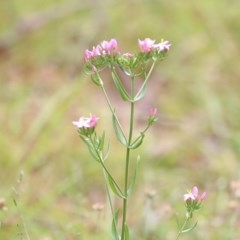 Centaurium sp. at Burragate, NSW - 26 Dec 2020 09:00 AM