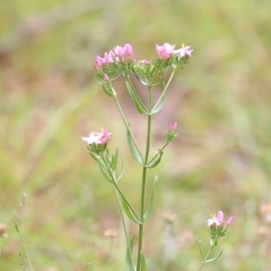 Centaurium sp. at Burragate, NSW - 26 Dec 2020 09:00 AM