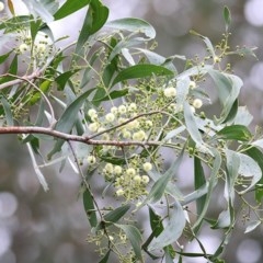 Acacia implexa (Hickory Wattle, Lightwood) at Burragate, NSW - 26 Dec 2020 by KylieWaldon