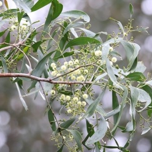 Acacia implexa at Burragate, NSW - 26 Dec 2020