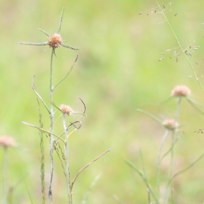 Euchiton sphaericus (Star Cudweed) at Burragate, NSW - 25 Dec 2020 by Kyliegw