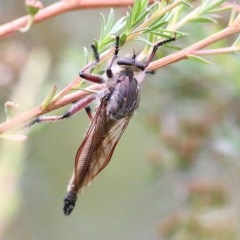 Asilidae (family) (Unidentified Robber fly) at Burragate, NSW - 26 Dec 2020 by KylieWaldon