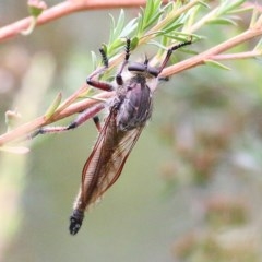 ASILIDAE (family) (Robber fly) at Burragate, NSW - 25 Dec 2020 by Kyliegw