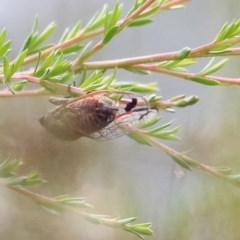 Unidentified Cicada (Cicadoidea) (TBC) at Burragate, NSW - 25 Dec 2020 by Kyliegw