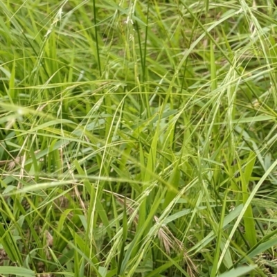 Microlaena stipoides (Weeping Grass) at Mount Majura - 25 Dec 2020 by abread111