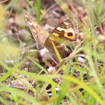 Junonia villida (Meadow Argus) at Burragate, NSW - 26 Dec 2020 by KylieWaldon