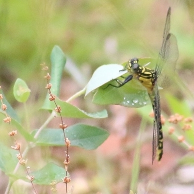 Unidentified Dragonfly / Damselfly (Odonata) at Burragate, NSW - 25 Dec 2020 by Kyliegw