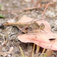 Diplacodes haematodes (Scarlet Percher) at Burragate, NSW - 25 Dec 2020 by Kyliegw