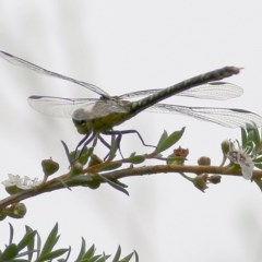 Hemigomphus sp. (genus) (Vicetail) at Burragate, NSW - 26 Dec 2020 by KylieWaldon