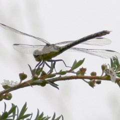 Unidentified Dragonfly / Damselfly (Odonata) at Burragate, NSW - 25 Dec 2020 by Kyliegw