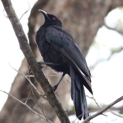 Corcorax melanorhamphos (White-winged Chough) at Burragate, NSW - 25 Dec 2020 by Kyliegw