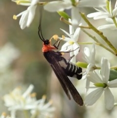 Hestiochora furcata (A zygaenid moth) at Cook, ACT - 23 Dec 2020 by CathB