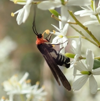 Hestiochora furcata (A zygaenid moth) at Cook, ACT - 23 Dec 2020 by CathB