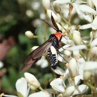 Hestiochora furcata (A zygaenid moth) at Mount Painter - 24 Dec 2020 by CathB