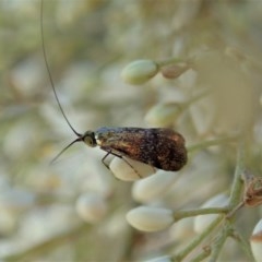 Nemophora (genus) (A Fairy Moth) at Mount Painter - 23 Dec 2020 by CathB