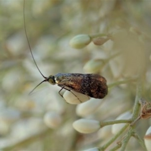 Nemophora (genus) at Cook, ACT - 23 Dec 2020