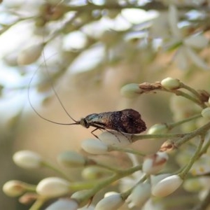 Nemophora (genus) at Cook, ACT - 23 Dec 2020