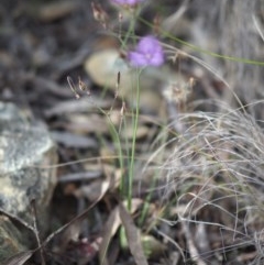 Thysanotus tuberosus subsp. tuberosus at Burra, NSW - 18 Dec 2020 08:41 AM