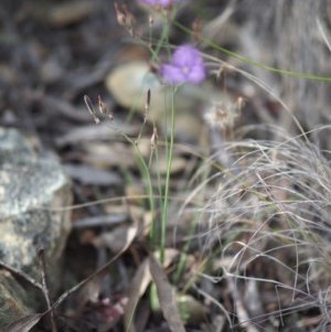 Thysanotus tuberosus subsp. tuberosus at Burra, NSW - 18 Dec 2020