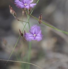 Thysanotus tuberosus subsp. tuberosus at Burra, NSW - 18 Dec 2020