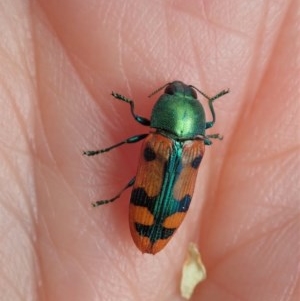 Castiarina scalaris at Cook, ACT - 23 Dec 2020