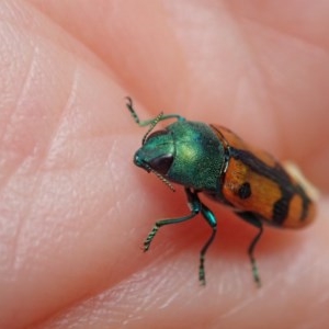 Castiarina scalaris at Cook, ACT - 23 Dec 2020