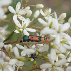 Castiarina scalaris at Cook, ACT - 23 Dec 2020