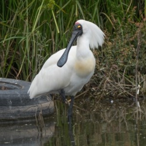 Platalea regia at Isabella Plains, ACT - 26 Dec 2020 11:00 AM