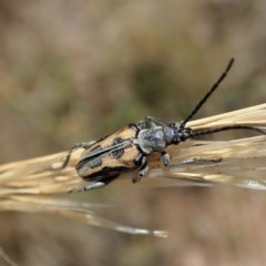 Neodiaphanops sp. (Leaf beetle) at Mount Painter - 23 Dec 2020 by CathB