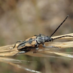 Neodiaphanops sp. at Cook, ACT - 23 Dec 2020