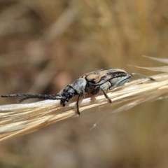 Neodiaphanops sp. at Cook, ACT - 23 Dec 2020 03:21 PM