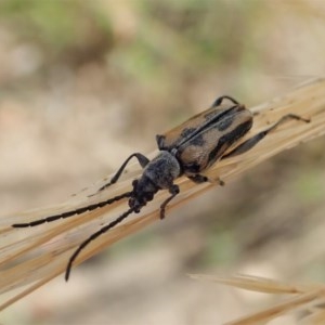 Neodiaphanops sp. at Cook, ACT - 23 Dec 2020 03:21 PM