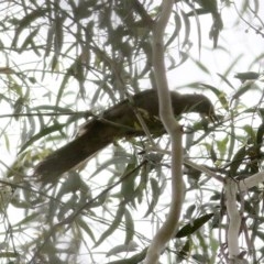 Anthochaera carunculata (Red Wattlebird) at Wyndham, NSW - 25 Dec 2020 by KylieWaldon