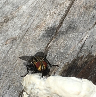 Sarcophaga sp. (genus) (Flesh fly) at Red Hill Nature Reserve - 19 Dec 2020 by Tapirlord