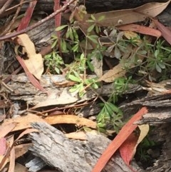 Galium aparine (Goosegrass, Cleavers) at Red Hill Nature Reserve - 19 Dec 2020 by Tapirlord
