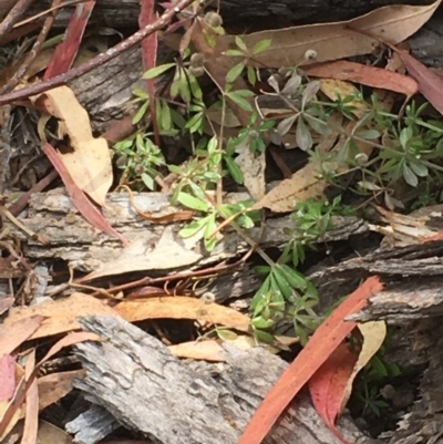 Galium aparine (Goosegrass, Cleavers) at Symonston, ACT - 19 Dec 2020 by Tapirlord