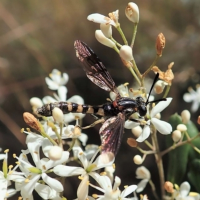 Miltinus sp. (genus) (Miltinus mydas fly) at Mount Painter - 22 Dec 2020 by CathB