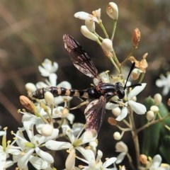 Miltinus sp. (genus) (Miltinus mydas fly) at Mount Painter - 22 Dec 2020 by CathB