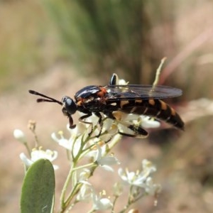 Miltinus sp. (genus) at Cook, ACT - 24 Dec 2020