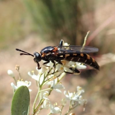 Miltinus sp. (genus) (Miltinus mydas fly) at Mount Painter - 24 Dec 2020 by CathB