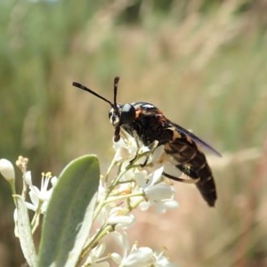 Miltinus sp. (genus) at Cook, ACT - 24 Dec 2020