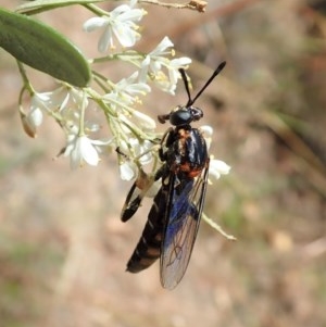 Miltinus sp. (genus) at Cook, ACT - 24 Dec 2020