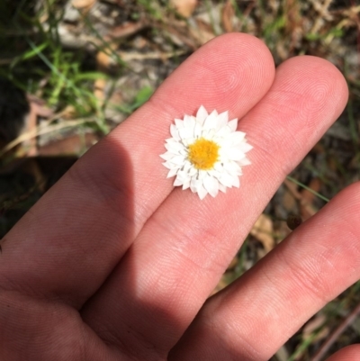 Leucochrysum albicans subsp. tricolor (Hoary Sunray) at Symonston, ACT - 19 Dec 2020 by Tapirlord