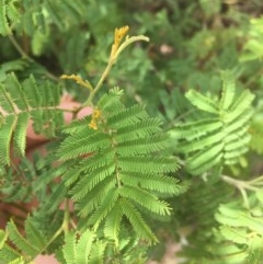 Acacia parramattensis (Parramatta Green Wattle) at Garran, ACT - 19 Dec 2020 by Tapirlord