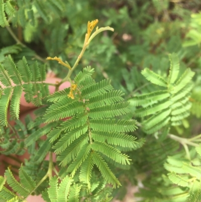 Acacia parramattensis (Parramatta Green Wattle) at Garran, ACT - 19 Dec 2020 by Tapirlord